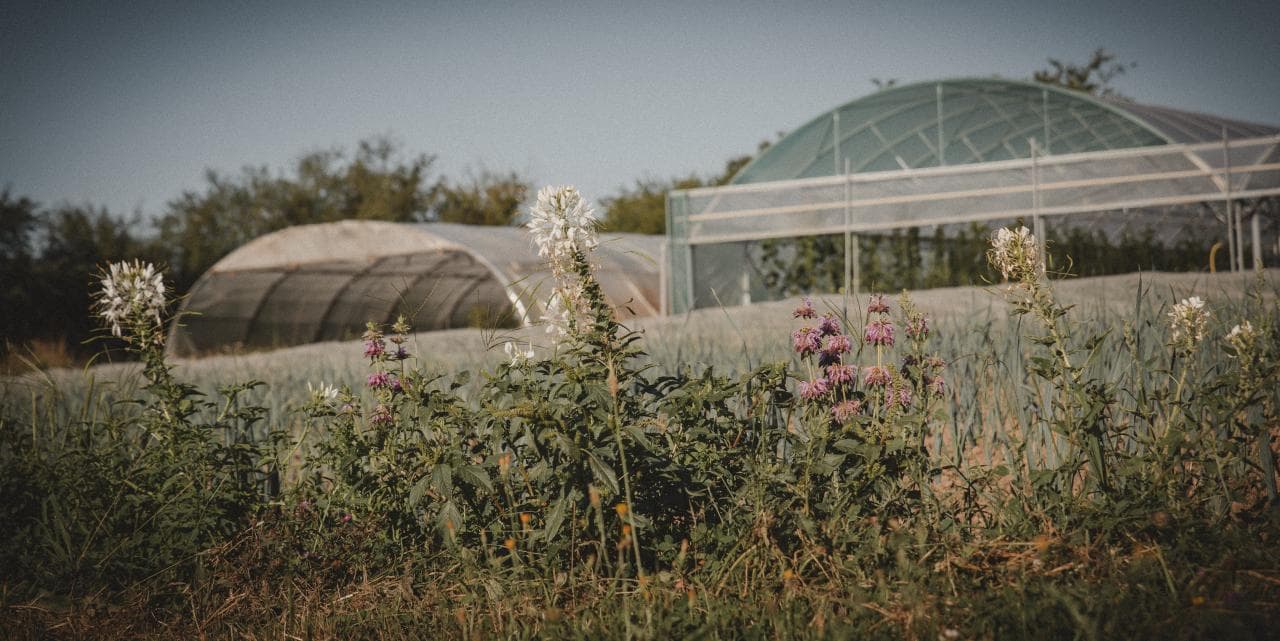 Champs maraîcher bio